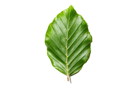 Leaf of Fagus sylvatica on white background. Close up of lower part of a leaf of Fagus sylvatica, the tree is part of the family fagaceaeの写真素材