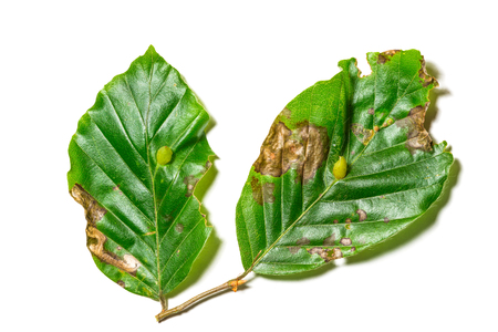 Diseased leaves of Fagus sylvatica on white background. The leaves has the disease called Cecidomia two to the larva of dipteran Mikiola phagesの写真素材