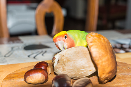 Colorful Lovebird parrot - Agapornis roseicollis. Portrait of a Agapornis roseicollis, also called lovebird parrot or peach faced, while he is eating a porcine mushroom. Greedy and gourmet parrotの写真素材