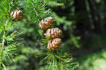 Sprig of European Larch (Larix decidua) with pine cones on blurred background and copy space on the right. Photo taken in the summer on the Alps. The larch is the only deciduous European coniferの写真素材