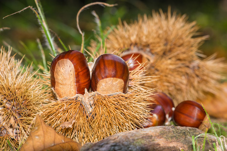 Close-up of two mature chestnuts in a chestnut bur fallen to the ground with blurred backgroundの写真素材