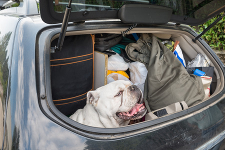 Concept of no abandonment of animals and of correct behavior during the summer holidays. Dog in the car, with lots of luggage, leaving for the summer holidaysの写真素材
