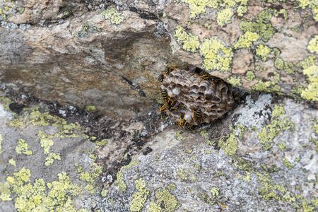 Wasps nest with wasps. Vespiary and mountain wasps on a rock with lichen. Photo taken in the Italian...