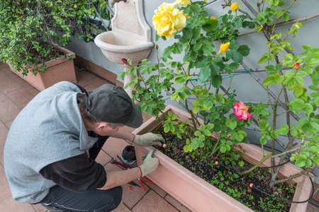 Home gardening. Irrigation plants. Man is installing an automatic drip irrigation system. Drippers...