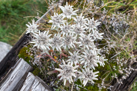 Group of edelweiss (Leontopodium). Flower symbol of the Alps and the high mountains. Photo taken in October, Italian Alpsの写真素材