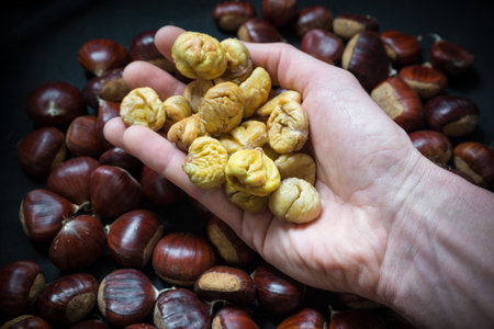 Closeup of tasty roasted edible chestnuts held in hand with dark background with many raw chestnuts. Sweet chestnut (Castanea sativa). Selective focusの写真素材