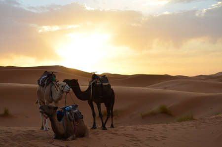 Dromedaries resting on the sunrise of the Sahara Desert, Africaの写真素材