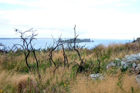 Dried Trees by the Sea Coast in Howth, Irelandの写真素材