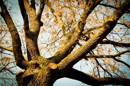 Tree in parkの写真素材