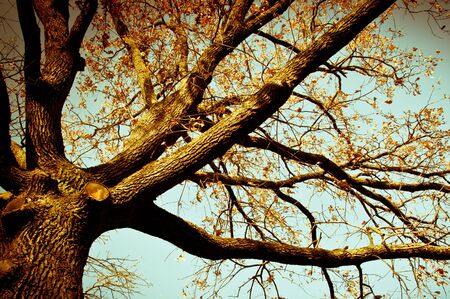 Tree in parkの写真素材