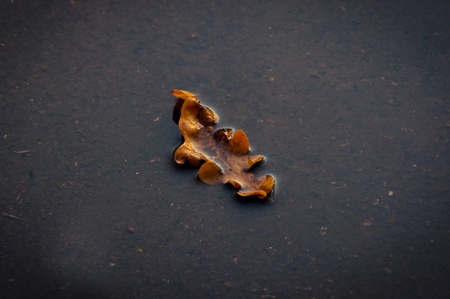 Yellow Leaf In Water On Rainy Day