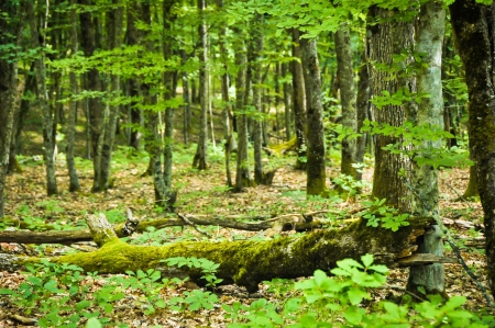 tree trunk with mossの写真素材