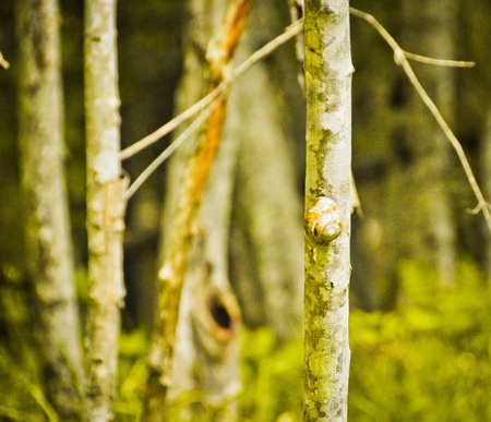 Snail on a treeの写真素材