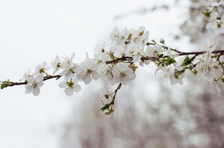 cherry flower 