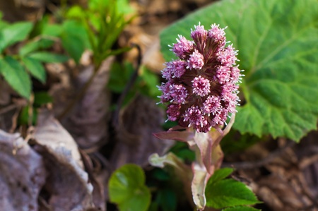 Wild plantの写真素材