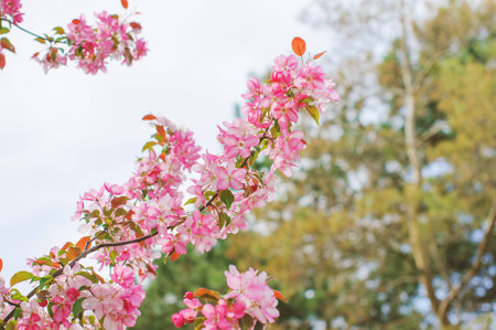 Pink flowers on the branches on the tree in spring.の写真素材