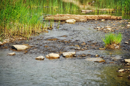 View on river in a forest. Landscape in forest.