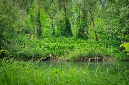 Landscape with  forest and river.の写真素材