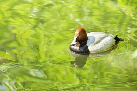 Portrait of a females of duck on the waterの写真素材