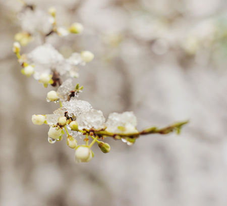 Snow on beautiful blossomの写真素材