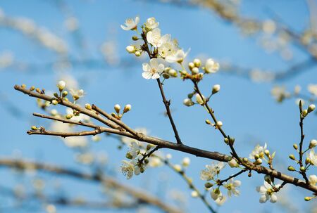 Spring blooming tree in nnice sunny dayの写真素材