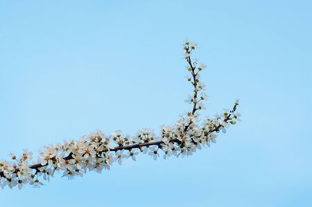 apple tree flowers In the beginning of springの写真素材
