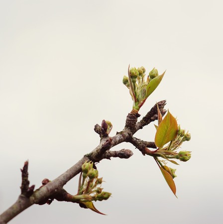Tree stick against grey sky background. Spring.の写真素材