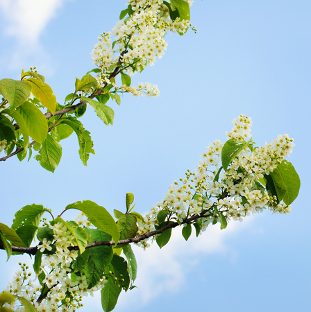 Branches of bird cherries  in sunny day. Spring park.の写真素材
