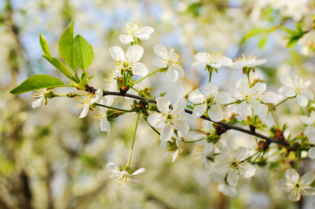 Beautiful cherry blossom in the spring parkの写真素材