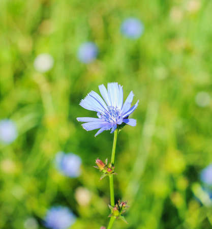 blue cornflowers growing in a field. Summer.