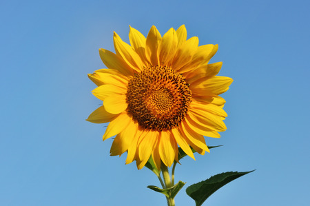 Close-up of sunflower against a blue sky backgroundの写真素材
