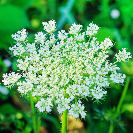 Wild flowers on green meadow. Floral background. Macro imageの写真素材