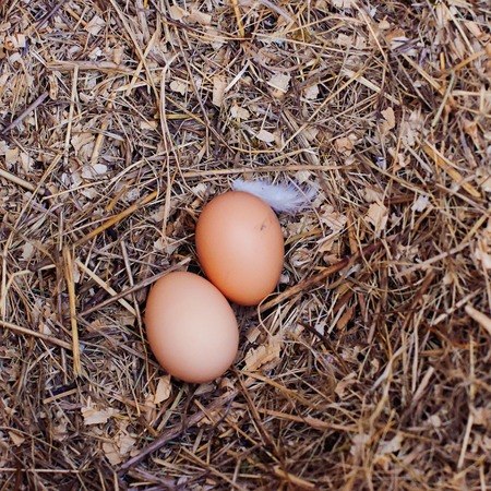 Eggs on nature background for organic eat