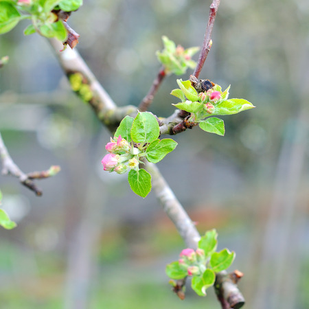 Beautiful flowering fruit trees. Blooming plant branches in spring warm bright sunny day.の写真素材
