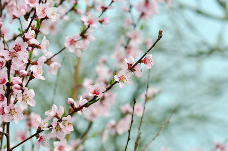 Flowers of the cherry blossoms on a spring day