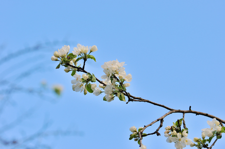 A blooming branch of apple tree in spring.の写真素材