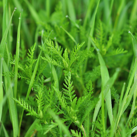 Green grass background texture. Element of design.の写真素材