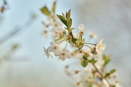 Blossoming tree in spring on rural meadow