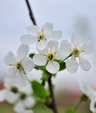 white cherry flowers on spring time. Sunny day.の写真素材