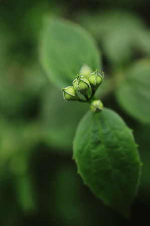 Spring landscape with delicate jasmine flowers. Sprang day.の写真素材