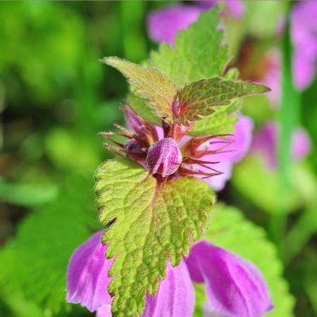 flower grass at relax morning spring timeの写真素材