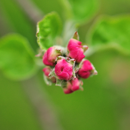 Beautiful apple tree branch in spring gardenの写真素材
