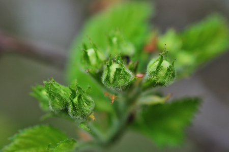 Green leaf background. closeup of a green plant.の写真素材
