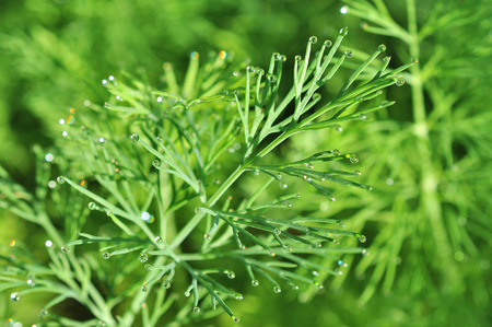 dill growing on the vegetable bedの写真素材