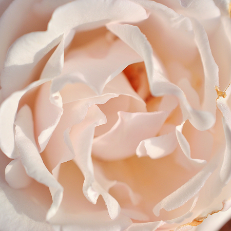 Beautiful pink rose in a gardenの写真素材