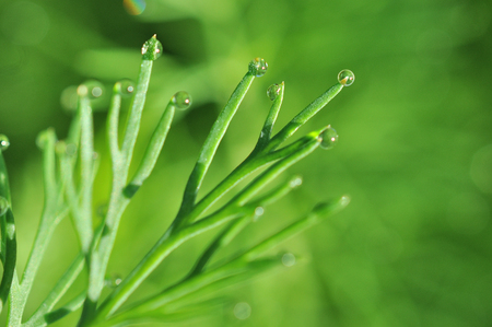 Dill plant in the gardenの写真素材