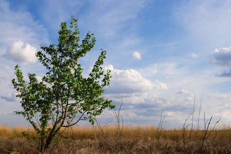 solitary treeの写真素材