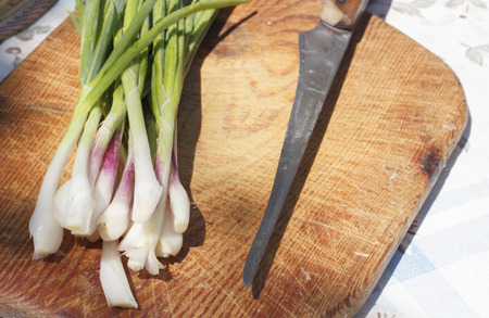 young green onions in the pot with waterの写真素材