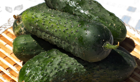 cucumbers stacked pile on a rustic table Ingredientsの写真素材