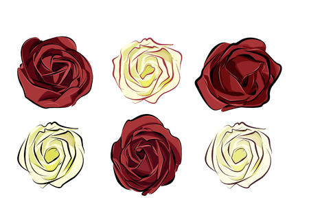 rose red and white isolated on white background separately arranの写真素材